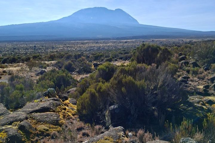 African-wild-whispers-Shira-Plateau.jpg
