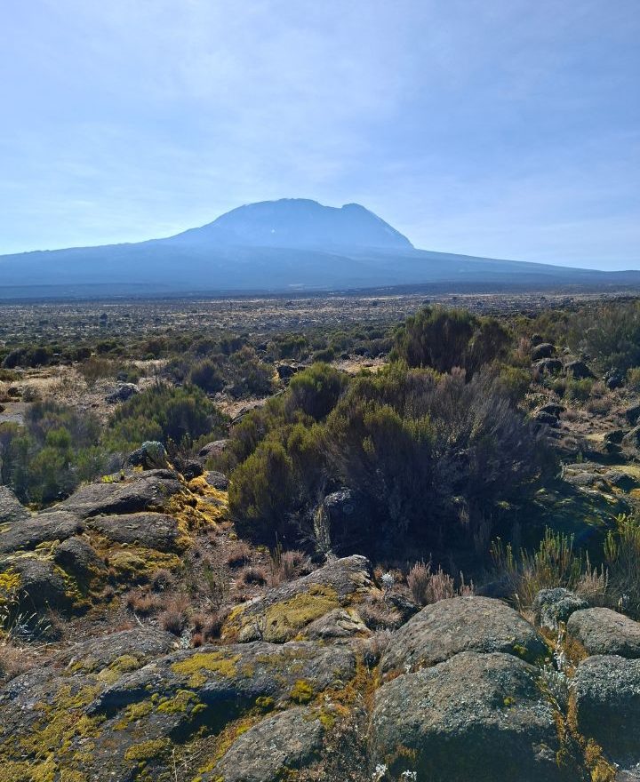 African-wild-whispers-Shira-Plateau.jpg