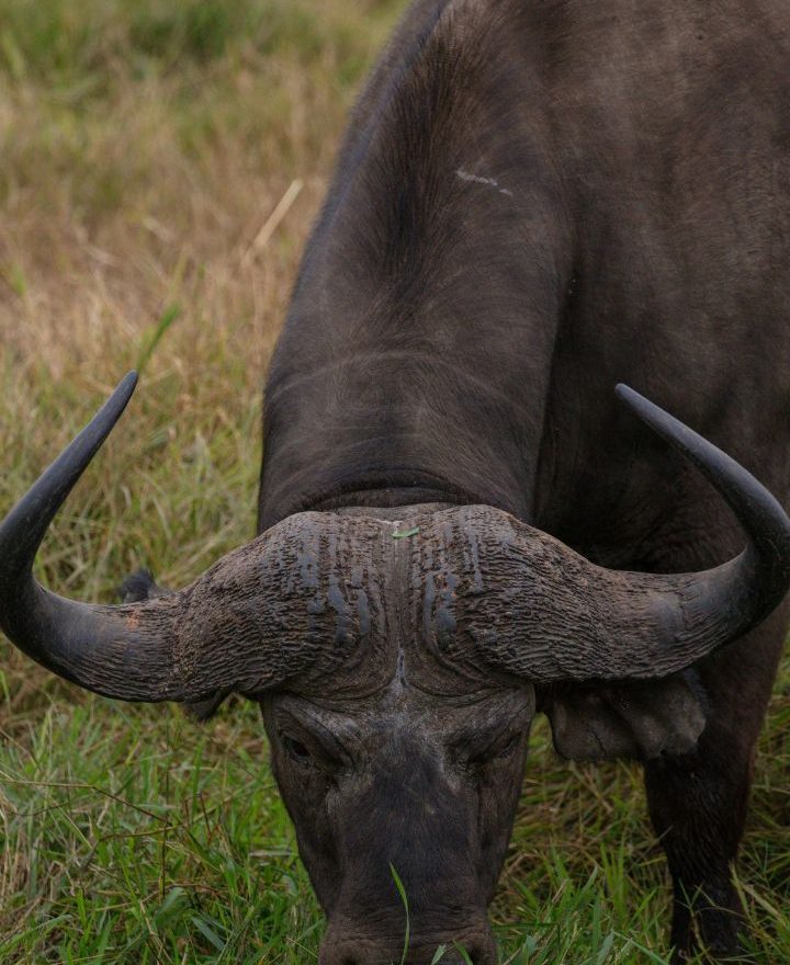 Ngorongoro Highlands