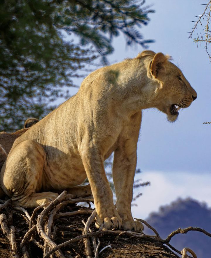 Serengeti National Park (1)