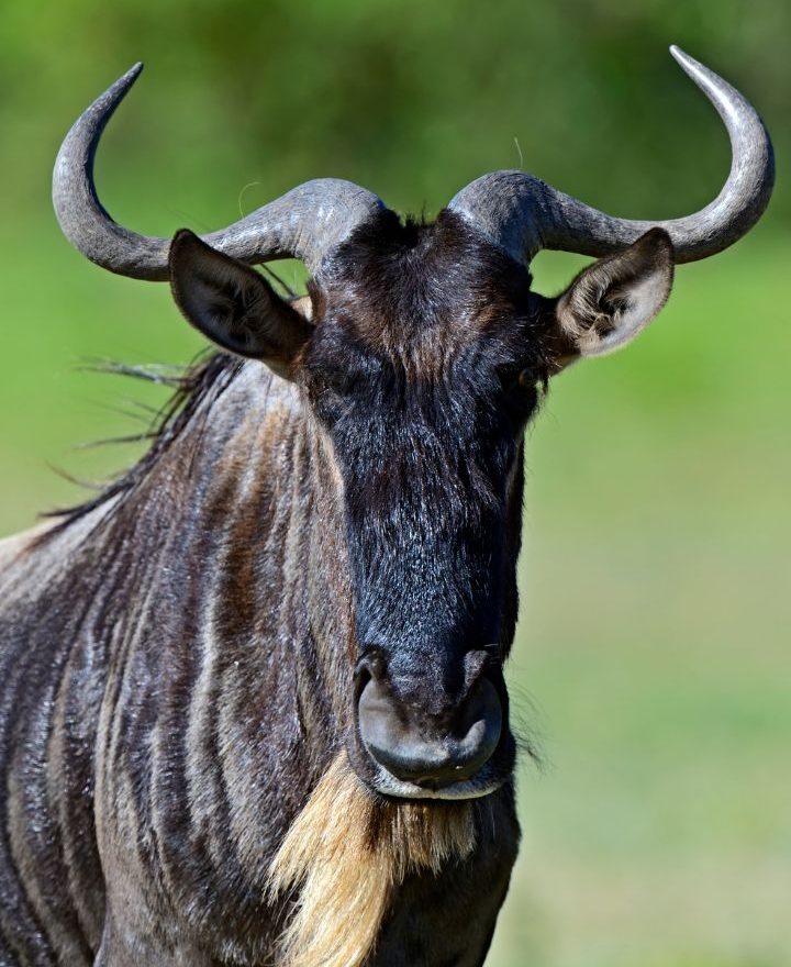 Serengeti Wildebeest