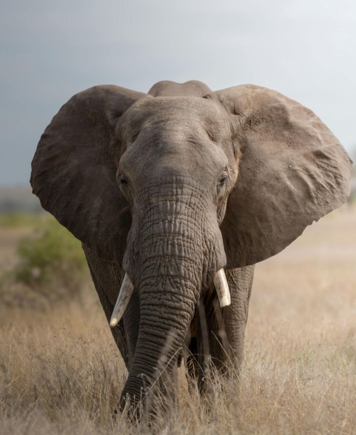 Tarangire National Park (4)